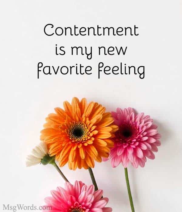 Contentment is my new favorite feeling.