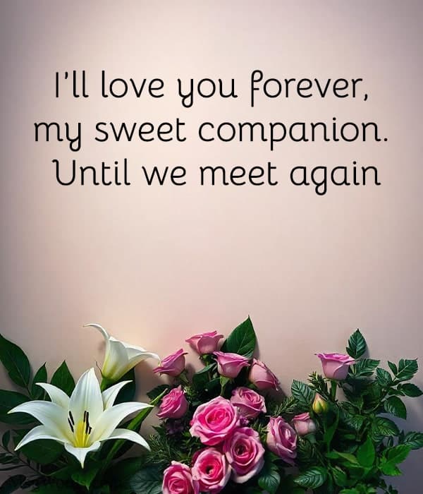 I’ll love you forever, my sweet companion. Until we meet again.