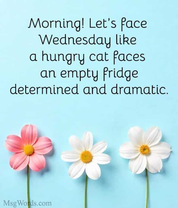 Morning! Let’s face Wednesday like a hungry cat faces an empty fridge; determined and dramatic.