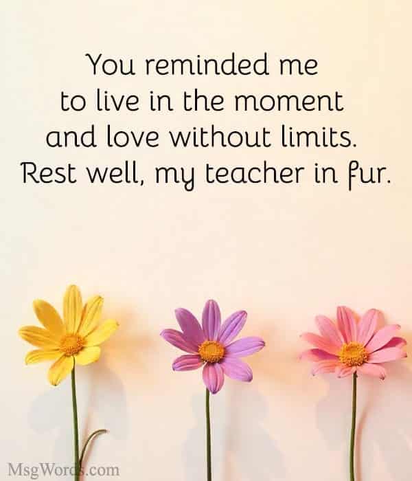 You reminded me to live in the moment and love without limits. Rest well, my teacher in fur.