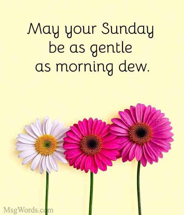 May your Sunday be as gentle as morning dew.