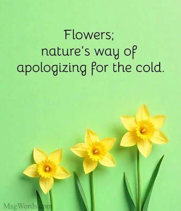 Flowers; nature’s way of apologizing for the cold.