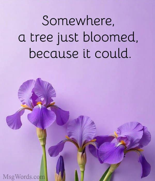 Somewhere, a tree just bloomed, because it could.