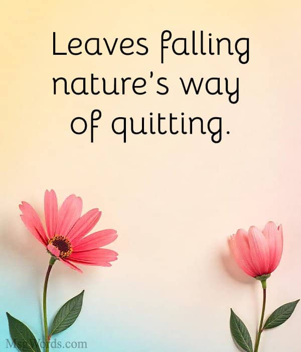 Leaves falling; nature’s way of quitting.