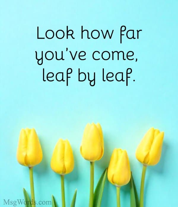 Look how far you’ve come, leaf by leaf.