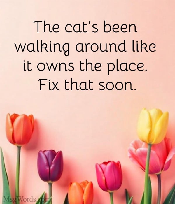 The cat’s been walking around like it owns the place. Fix that soon.
